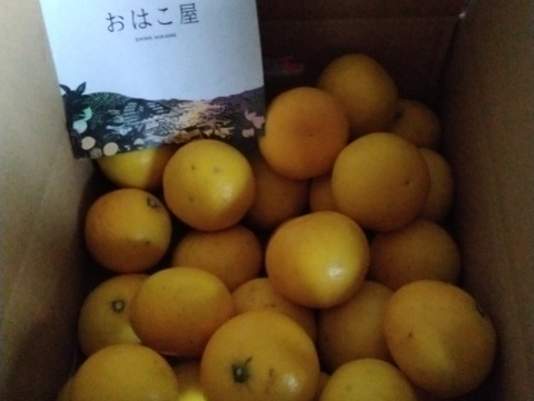 初夏の香り　ニューサマーオレンジ（日向夏）　4kg