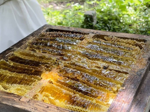 【希少】熊本県産　こだわりの日本蜜蜂（ミツバチ）蜂蜜　１８０g