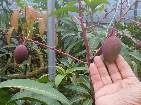 沖縄・東村の自然の中でひとつひとつ手作業で育てたこだわりの逸品。
見た目・味ともにワンランク上の贅沢マンゴー『アルメゴールド』