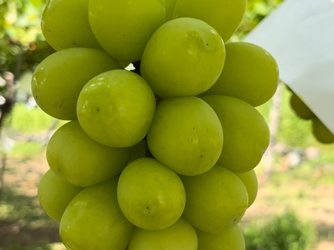 〈農園スペシャル〉〜旬終わり桃と、旬始めシャイン〜期間限定