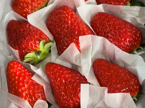 【冬ギフト】【熨斗対応】開けてビックリ！【完熟あまおう】大粒いちごギフト【９～１５粒】3箱