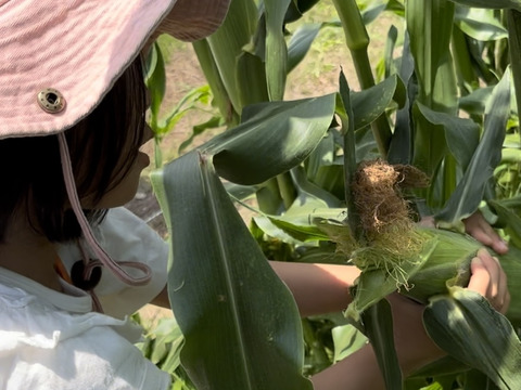 まるでフルーツのような甘さのスイートコーン「サニーショコラライラ」１０本入り