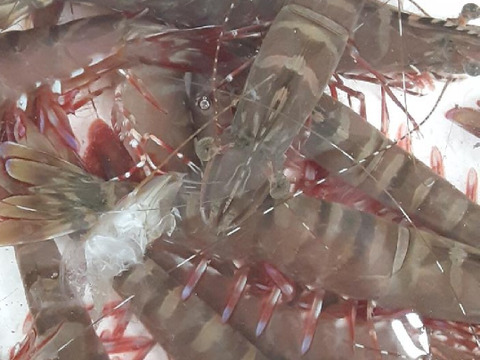 【年末年始予約用】【天然】足赤海老/クマエビ/アシアカ/特大40g前後/500g【冷凍】