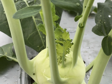 シャキシャキした歯ごたえ　イタリア野菜　コールラビ　１kg（４個以上）