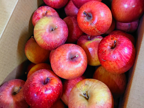 【 大特価🍎極小SSサイズ以下 】軽めのデザート・加工用  サンふじ 訳あり 47～51個 7.5㎏ 相当