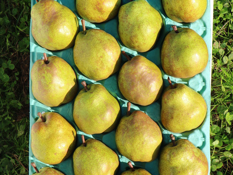 【山形県産 特選ラ・フランス】5kg（18～16玉）🍐芳醇な香り✨《早期予約割引実施中》