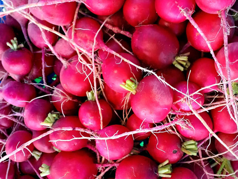 猛暑/夏バテよ　サラバ！体調管理に・・ラディシュ・1kｇ～農薬/化学肥料・不使用