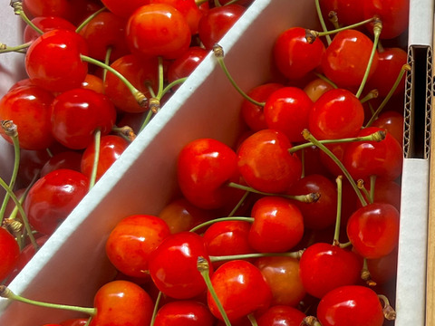 【贈答用】【家庭用】山形県産　さくらんぼ　佐藤錦　バラ　1kg