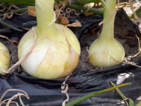 【予約】生産農家直送 淡路島産ブランド新玉ねぎ 『にじたま』超極早生品種 9kgダンボール入り（ご家庭用・30個前後） 使いやすいM・L・2L混在！≪水分量No1!!≫◎特別栽培　2月末頃から順次発送