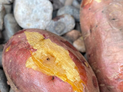 【但馬の大自然からお届け…】安納芋２０ｋｇ(箱入)　１１月以降～発送予定！　熟成期間１ヶ月超！　さつまいも！　栽培期間中農薬不使用！