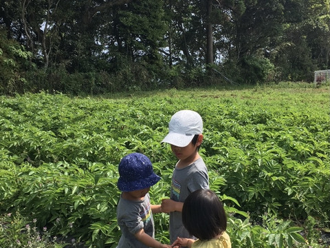 【完売御礼】【土まで安心・皮ごと安心の赤じゃがいも】
甘くてホクホク、栄養たっぷり春じゃがいも2kg　アンデスレッド　※農薬化学肥料不使用
