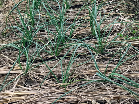 【猛暑を吹っ飛ばせ】赤ラッキョウ(500g)