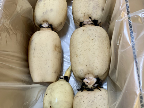 ミシュランガイド掲載店に納品！！ れんこんグランプリ 最優秀賞 ２連覇！！【贈答３キロ】