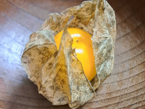 甘酸っぱくてまるでトロピカルフルーツ！「食用ほおずき」100g×4パック/栽培期間中農薬、化学肥料、除草剤不使用