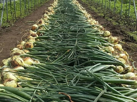 【農薬化学肥料不使用】朝採り！信州伊那谷★旬の野菜セット Mサイズ（火曜発送）