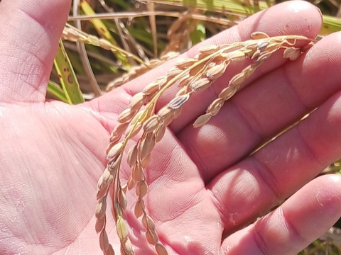 令和7年産新米　農薬5割減　特別栽培米コシヒカリ白米５kg　化学肥料不使用