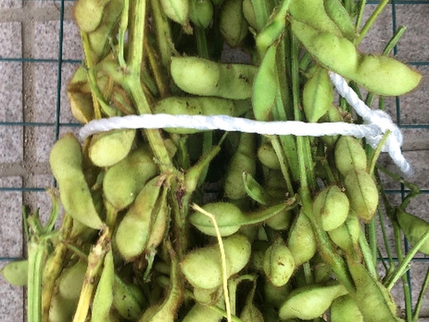 【最短出荷】丹波篠山特産　丹波黒枝付枝豆　2kg