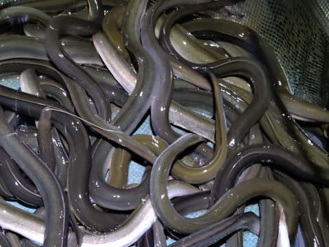 【活輸送】天然鰻/青うなぎ/1尾200~250g/4~5P【岡山県児島湖/児島湾】