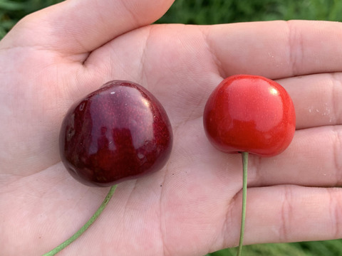 【予約】さくらんぼ食べ比べセット1.6kg 7月初旬～中旬発送