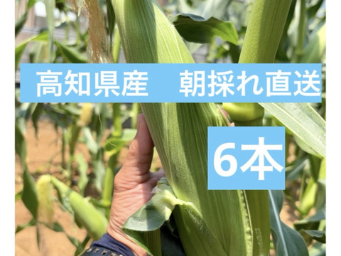 プリップリ弾ける！　朝採れとうもろこし　6本