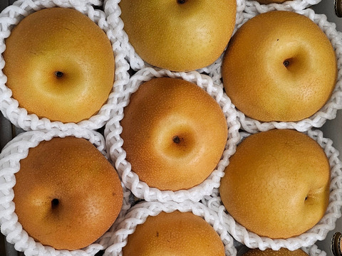 梨　南水　ご好評販売中　お徳用訳あり　家庭用　2.8キロコース　信州オリジナルの梨（12個から13個入り）