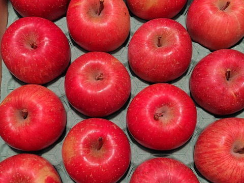 【販売中！人気セット！】青森県産りんご「ぐんま名月」5kg+「サンふじ」5kg 家庭用 キズ有 セット