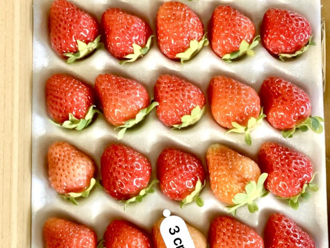 着指定可※【業務用】Mサイズ30玉☆青森県下北産 夏秋いちご「すず