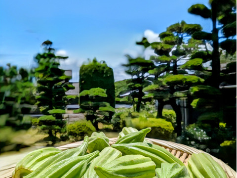 熊本県産　角オクラ,ダビデの星★食べくらべセット（角オクラ24本,ダビデの星8本入り）