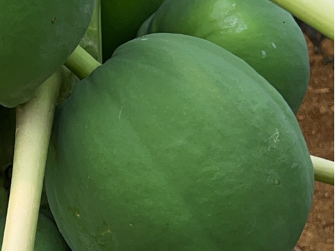 宮古島産　パパイヤしりしり・1,200g  ( 300g×4真空パック)