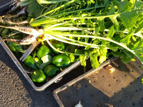 【種子消毒なし】本来の旨味がある野菜セット（神奈川県厚木市・愛川町産）農薬・肥料不使用！