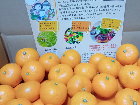 大津4号【甘くて濃厚なみかん】自宅用に！　高糖度　剥きやすく食べやすいミカン　5キロ