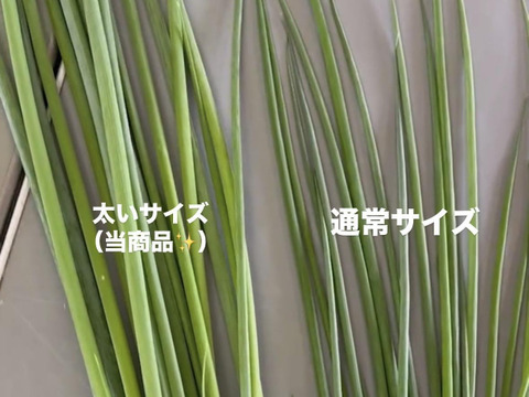 太く育てた！「小ねぎ 3kg」うどん屋さんなど…必見！