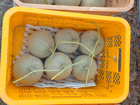 【食べ頃】砂地育ちの１実メロン Mサイズ １玉入り (受付８月４日まで)