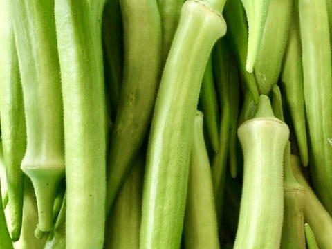 ビッグサイズの甘くて柔らか★絶品！！オニおくら★