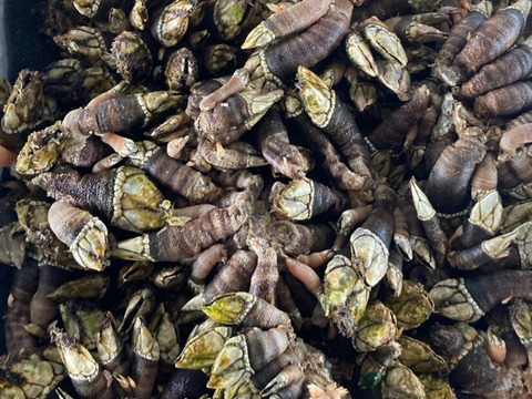 【磯の味】カメノテ/亀の手/貝みたいですが甲殻類/エビ蟹の味/1000ｇ【冷凍】【産卵期多数】