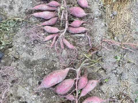 【肥料農薬を知らない】自然栽培サツマイモ（1.8kg）