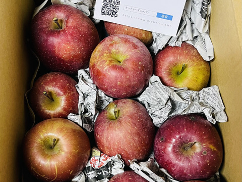 太陽の光を浴びた☆B級品サンふじ☆家庭用企画