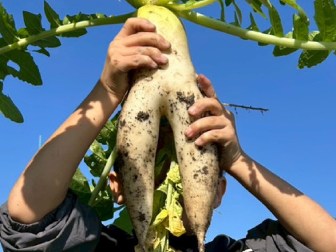 【農家直送】新鮮大根約4.5キロ
栽培期間中農薬不使用