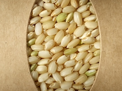 【味比べ 】【コシヒカリ玄米2kg &  マンゲツモチ玄米2kg】特別栽培米・天然の資材、有機質肥料のみ・低農薬（80％以上削減）令和5年産
