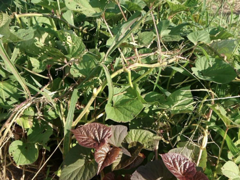 自然栽培【初物】さつまいも【安納芋】3 キロ固定種 在来種（ 淡路島産3600円）農薬不使用　無肥料栽培