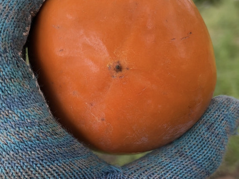 幻の早生柿3種類　食べ比べセット(家庭用3キロ)