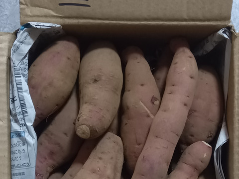 食べ頃サイズ❣️極甘　さつまいも
 千葉香取市産【紅はるか】1.8kg S/SSサイズ