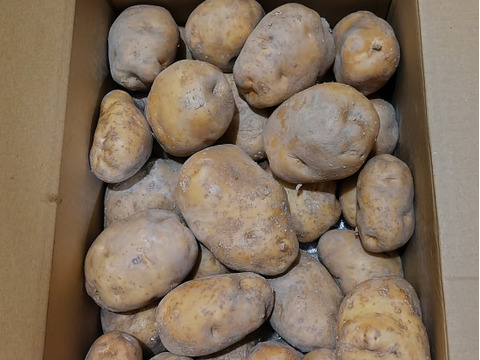 ２０２５　新じゃが　キタアカリ　約５kg ２０％Off