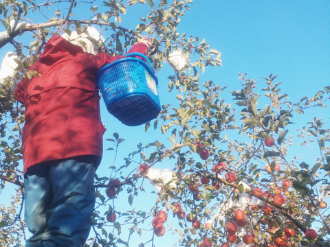 青森りんご　【冬ギフトNo.1】【コラボ】サンフジ極み特選8個入り、王林特選8個入り約5kg