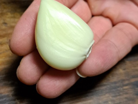 ホクホクで甘いホワイト六辺ニンニク！1kg【栽培期間中農薬・化学肥料不使用】