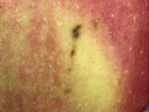 [9月上旬発送] たっぷり果汁と優しい甘み　KimuraFarm謹製　葉とらずつがる　3kg