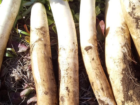 エシカル 耕さない、草とともにある畑から、多様な生きものとともに野菜　プラマルチなし　【お野菜のセット2倍量】不耕起草生　(種とり、農薬肥料不使用）