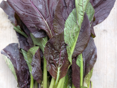 オレンジクイン白菜２玉+2品目【漢方栽培】