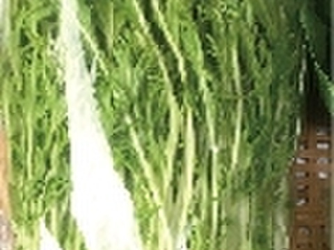 【最短発送】兵庫産　野菜セット 【期間限定　朝市セール】