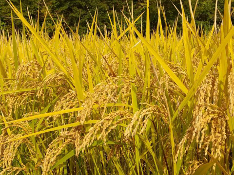 令和5年青森県産あさゆき5kg×4 令和5年青森県産米あさゆき5kg×4計20kg：青森県産のお米｜食べ